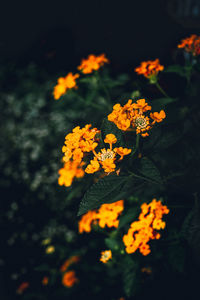 Close-up of orange marigold flowers