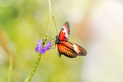 Closeup macro of heliconius melpomene butterfly. wild red orange insect animal 