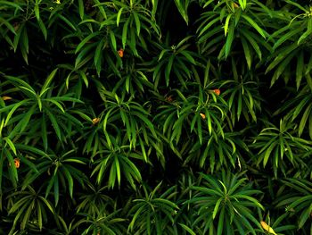 Full frame shot of fresh green plants