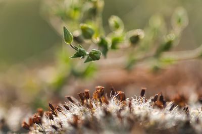 Close-up of plant