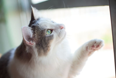Close-up of a cat looking away