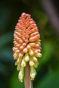 Close-up of flowering plant