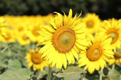 Close-up of fresh sunflower blooming outdoors