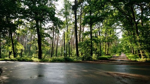 Road amidst trees in forest