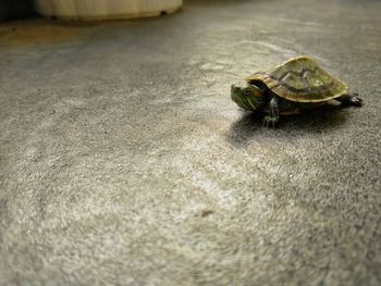 Close-up of a turtle