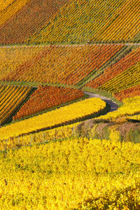 Yellow flowers growing on field