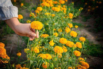 Cropped hand of person holding yellow flowering plant