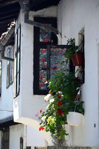 Potted plants outside building