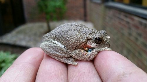 Close-up of hand holding frog