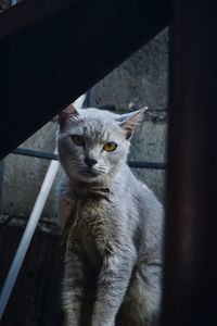 Portrait of cat looking at camera