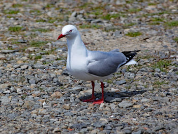 Close-up of seagull on land