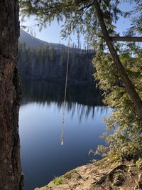 Scenic view of lake by trees in forest