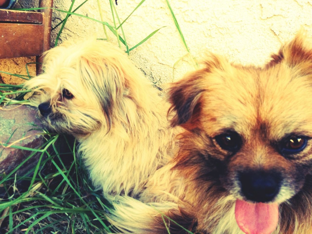 domestic animals, animal themes, pets, mammal, one animal, dog, relaxation, looking at camera, portrait, lying down, high angle view, resting, close-up, animal head, young animal, cute, indoors, no people, animal hair, puppy