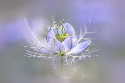 Close-up of purple flower blooming outdoors