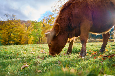 Brown cow grazing on . jersey cow eating green grass on pasture