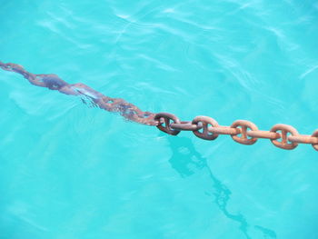 High angle view of chain swimming in pool