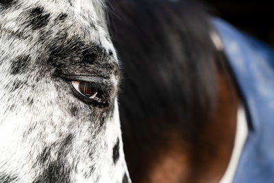 Close-up of horse