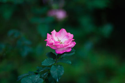 Close-up of pink rose