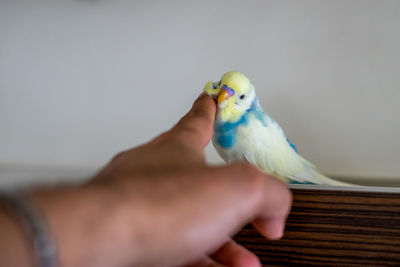 Cropped image of hand holding bird