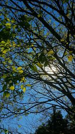 Low angle view of tree against sky