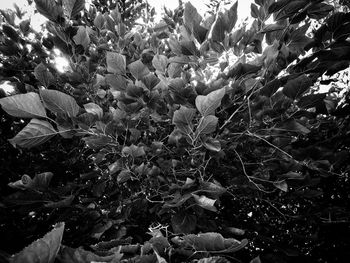 Close-up of flower tree