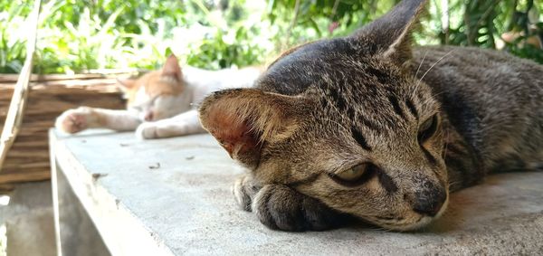 Close-up of a sleeping cat