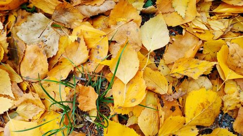 High angle view of yellow maple leaves