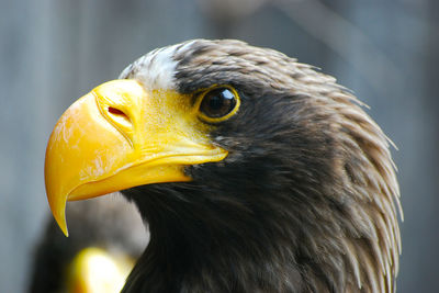 Close-up of eagle