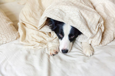 Puppy dog border collie lay on pillow blanket in bed. do not disturb me let me sleep