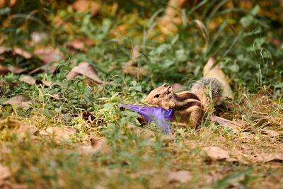 Close-up of squirrel on field