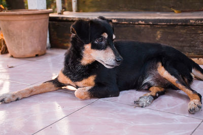 Black dog lying on floor