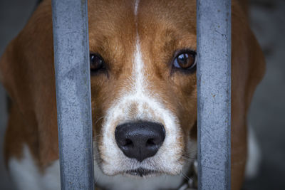 Close-up portrait of dog