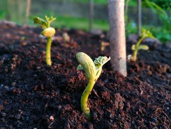 Close-up of plant growing on field