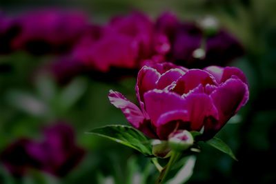 Close-up of pink flowering plant