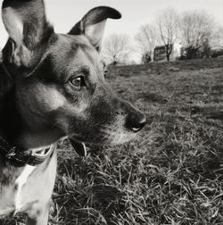 Close-up of dog on field