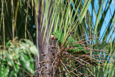 Close-up of bird perching on plant