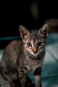 Close-up portrait of tabby kitten