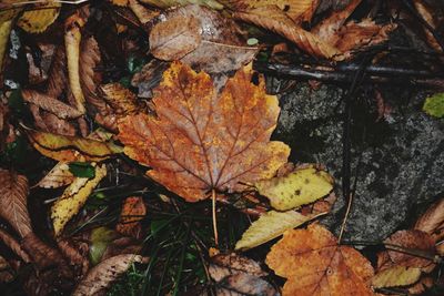 Close-up of maple leaves on fallen tree