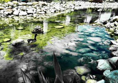 Reflection of trees in water