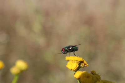 Close-up of insect on yellow flower