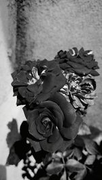 Close-up of rose plant