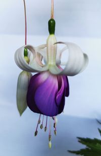 Close-up of pink flower hanging against white wall