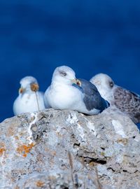 Birds perching on rock