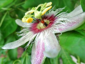 Close-up of honey bee on flower