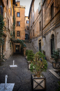 Potted plants on alley amidst buildings in city