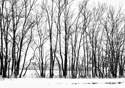 Bare trees on landscape during winter