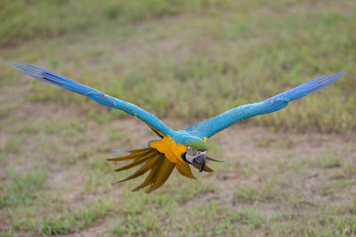 Bird flying over a field