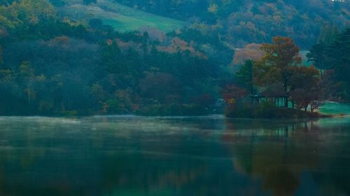 Scenic view of lake in forest