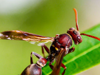 Close-up of insect