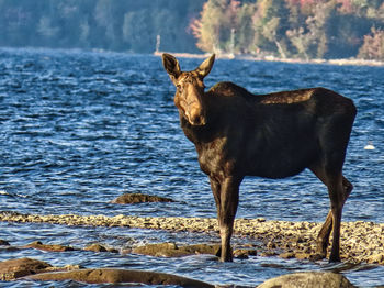 Horse standing in the sea